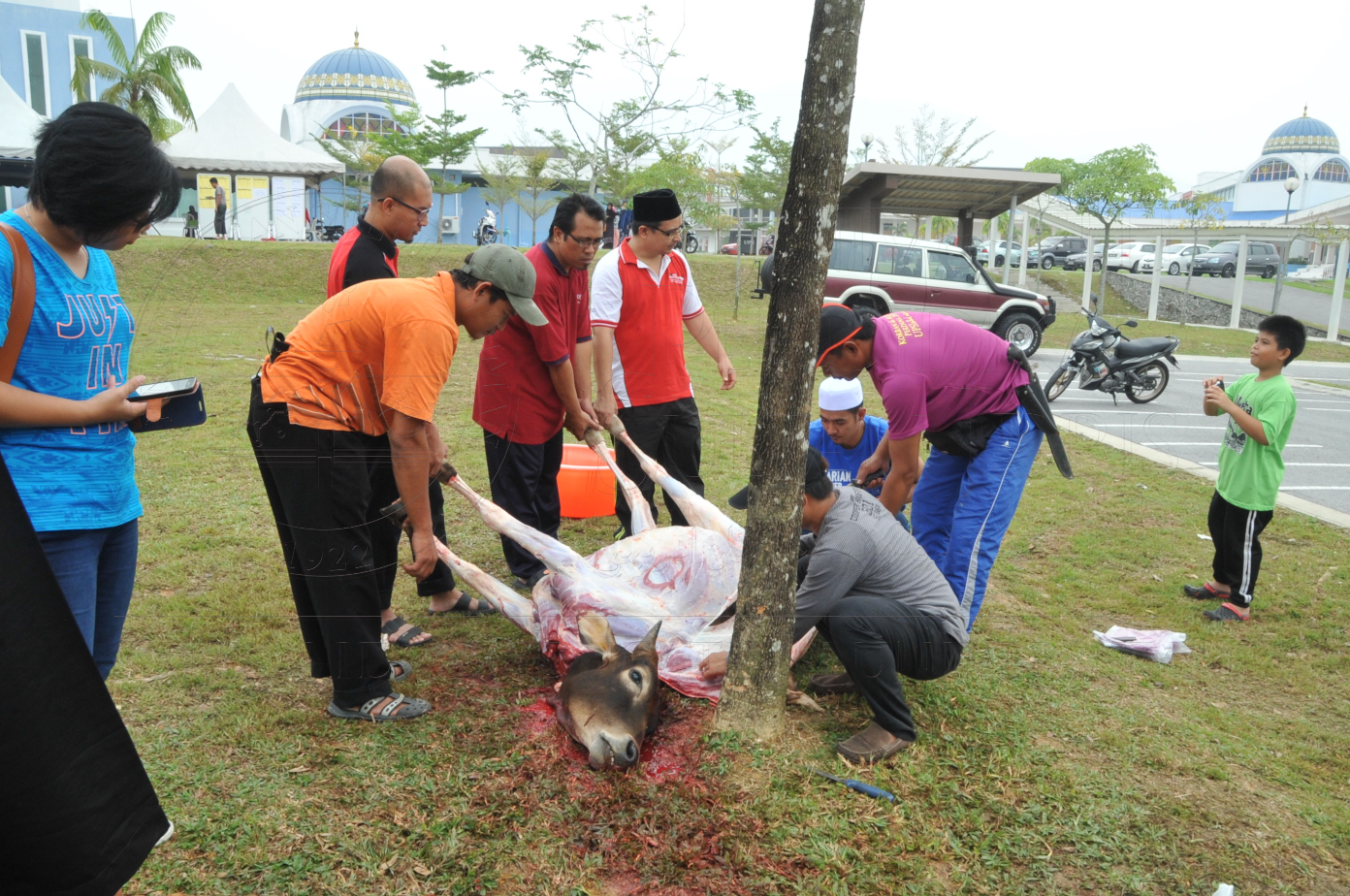 PRO15 150 KORBAN HAS 6857